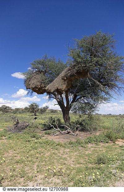 Landscape of the Kalahari  Kgalagadi Transfrontier Park  Kalahari desert  south Africa/Botswana.