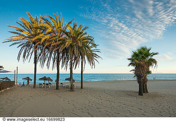 Landscape Photograph of Pine Trees on the Beach
