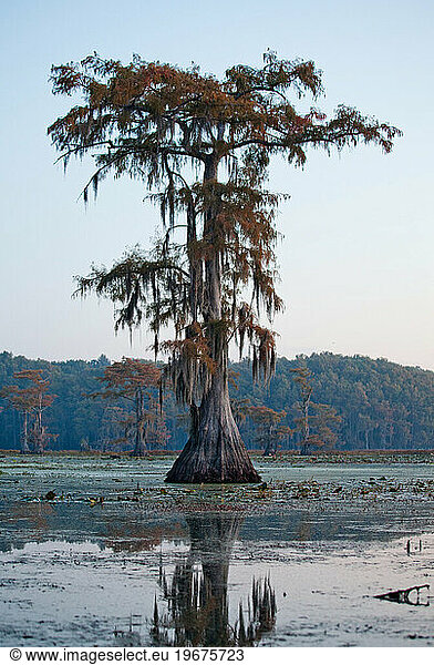 Landscape scene of a beautiful lake and cypress trees and colors of fall.