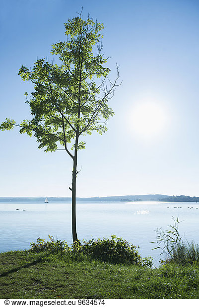 Landscape tree lake shore sunshine water