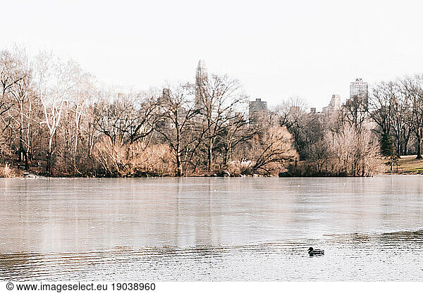 Landscape  trees  ducks at river/lake during Autumn in Central Park  N