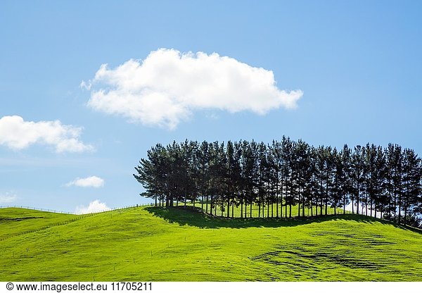 Landscape view near Auckland New Zealand.