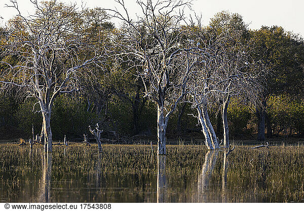 Landscape  wetlands  trees reflected in calm water in the Okavango Delta