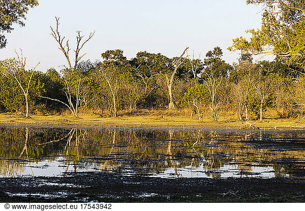 Landscape  wetlands  trees reflected in calm water in the Okavango Delta