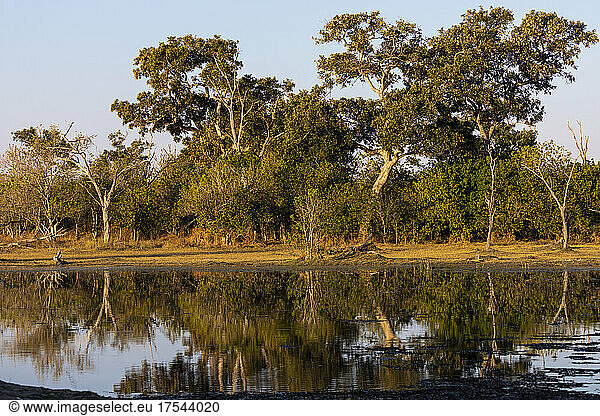 Landscape  wetlands  trees reflected in calm water in the Okavango Delta