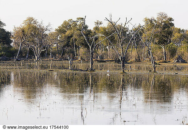 Landscape  wetlands  trees reflected in calm water in the Okavango Delta
