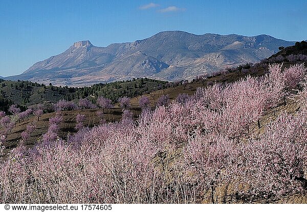 Landscape with almond plantation in blossom  almond blossom  almond trees in blossom  Velez Rubio  Andalusia  Spain  Europe