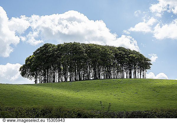 Landscape with Beech Tree copse on a hilly field under a cloudy sky.