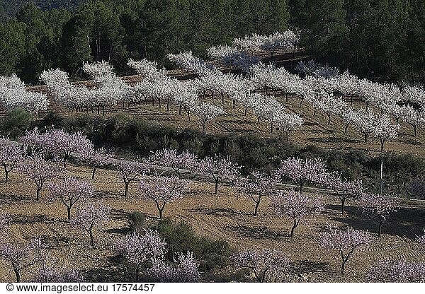 Landscape with flowering almond plantation  almond trees in blossom  almond blossom  Velez Rubio  Andalusia  Spain  Europe