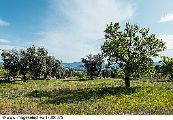 landscape with olive and almond trees in spain