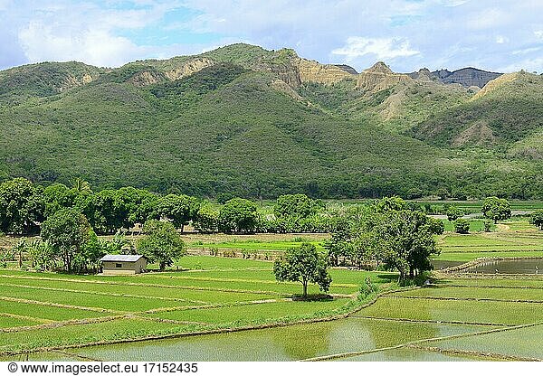 Landscape with rice paddies  Amazonas region  Utcubamba province  Peru  South America