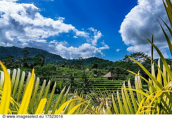 Landscape with rice terraces and forests  Beautiful photograph of nature around  Sidemen  Bali  Indonesia  Asia