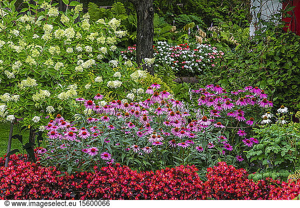 Landscaped flower garden in bloom in a yard; Hudson  Quebec  Canada