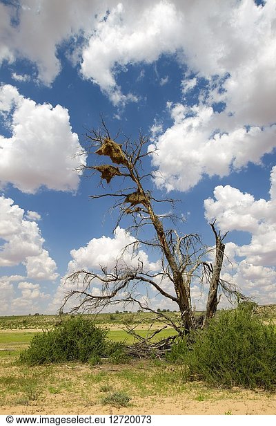 Landscapes of the Kalahari  often accompanied by spectacular skies  Kgalagadi Transfrontier Park  Kalahari desert  south Africa/Botswana..