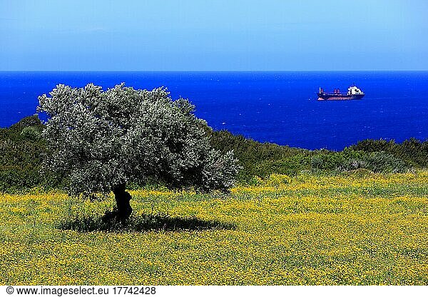 Landschaft an der Nord-West-Küste nach Lapta  Olivenbaum  bluehende Wiese  Meer  Nordzypern