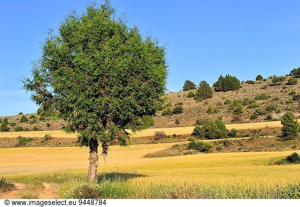 Landschaft Baum Guadalajara Wacholder Spanien