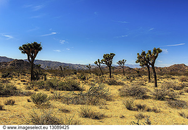 Landschaft bei blauem Himmel im Joshua-Tree-Nationalpark bei sonnigem Wetter