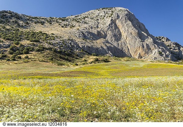 Landschaft  Blumenwiese  Berg  Colmenar  Axarquia  Provinz Malaga  Andalusien  Spanien  Europa