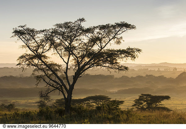 Landschaft im Morgennebel Ishasha Queen-Elizabeth-Nationalpark Uganda Afrika