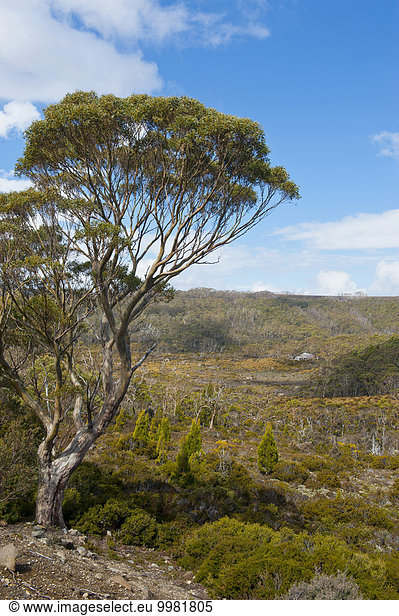 Landschaft im Mount-Field-Nationalpark,  Tasmanien
