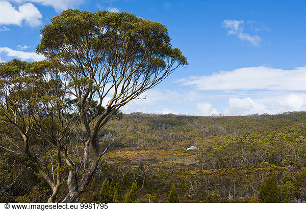 Landschaft im Mount-Field-Nationalpark  Tasmanien