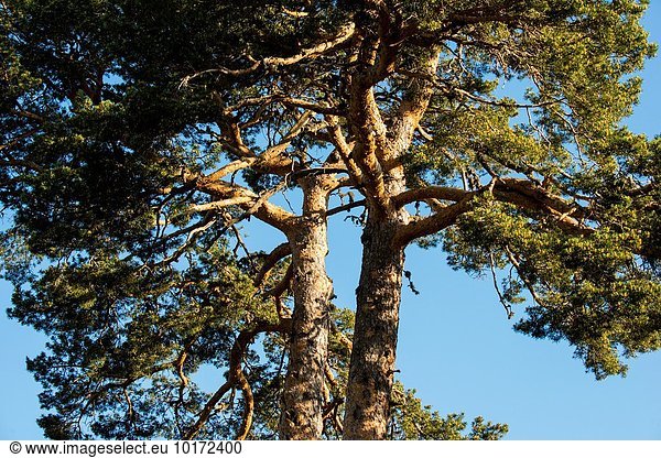 Landschaft Kiefer Pinus sylvestris Kiefern Föhren Pinie Spanien