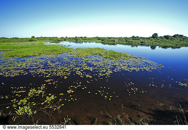 Landschaft mit Gewässer  Pantanal  Brasilien  Südamerika
