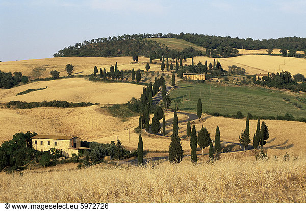 Landschaft mit kurvenreichen Straße gesäumt von Zypressen  Monticchiello  in der Nähe von Pienza  Toskana  Italien  Europa