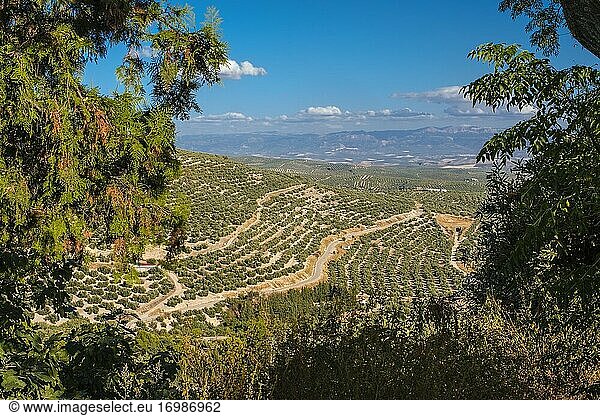Landschaft mit Olivenhain und Naturpark Sierra Magina  Ubeda. Provinz Jaen  Andalusien  Südspanien Europa.