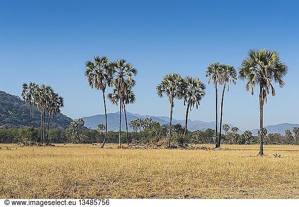 Landschaft mit Palmen Liwonde-Nationalpark Malawi Afrika