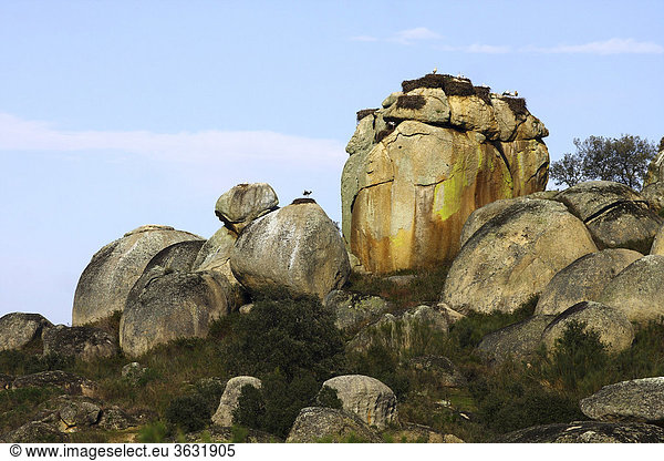 Landschaft mit Storchennestern auf Steinen  Nationalpark Los Barruecos  Extremadura  Spanien  Europa