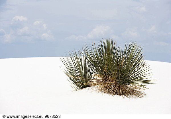 Landschaft Pflanze Sand Düne