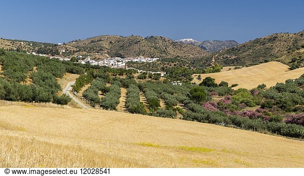 Landschaft  Riogordo  Comares  Axarquia  Provinz Malaga  Andalusien  Spanien  Europa