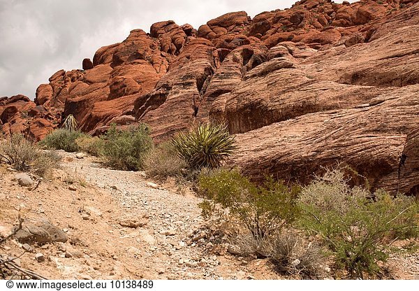Landschaft Wüste wandern Gast Las Vegas Red Rock Canyon State Park Kalifornien Erfahrung