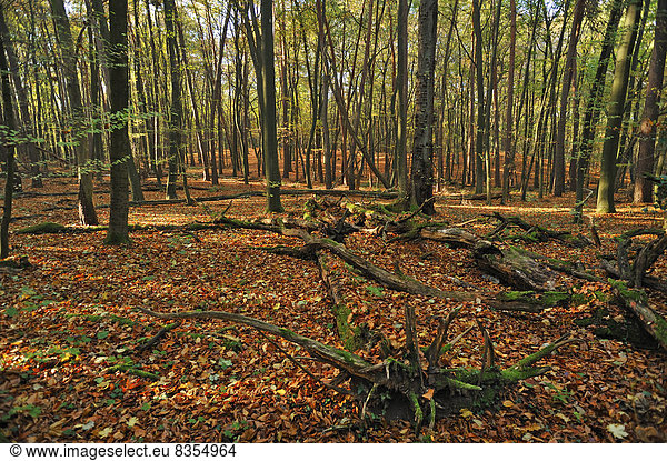 Landschaft Wald Buche Buchen kahler Baum kahl kahle Bäume Deutschland Hessen