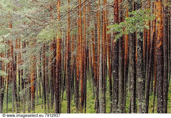 Landschaft Wald Kiefer Pinus sylvestris Kiefern Föhren Pinie Cuenca Spanien