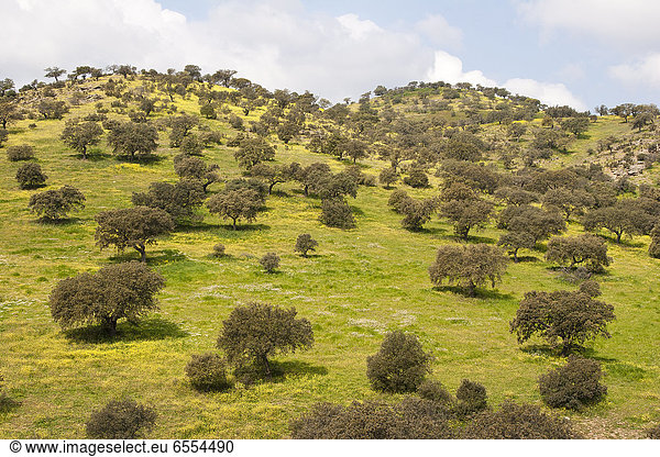 Landschaftlich schön  landschaftlich reizvoll  Baum  Hügel  Ansicht  Olive