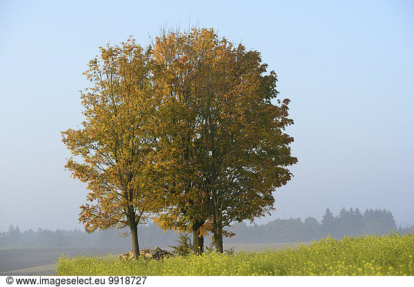 Landschaftlich schön landschaftlich reizvoll Baum Norwegen Herbst Ansicht Ahorn Bayern Deutschland Oberpfalz