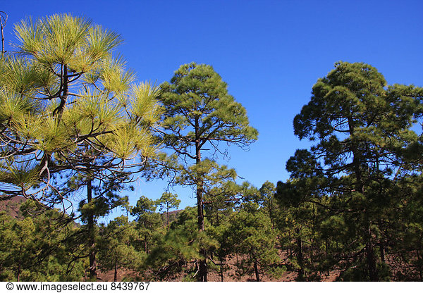 Landschaftlich schön landschaftlich reizvoll Europa Landschaft Wald Holz Kiefer Pinus sylvestris Kiefern Föhren Pinie Kanaren Kanarische Inseln Spanien Teneriffa