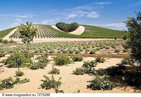 Landschaftlich schön  landschaftlich reizvoll  Form  Formen  Baum  Hügel  herzförmig  Herz  Strauch  Kalifornien  Weinberg
