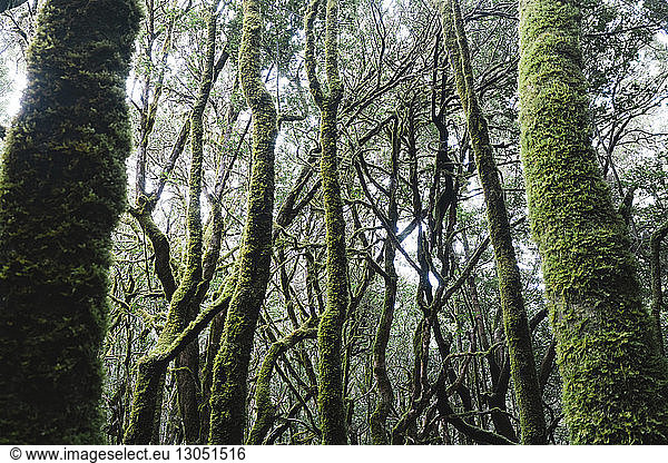 Landschaftliche Ansicht eines moosbewachsenen Baumstammes im Wald im Garajonay-Nationalpark