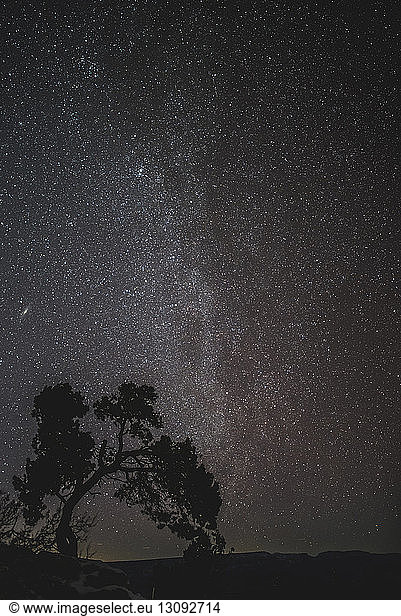 Landschaftliche Ansicht eines Silhouettenbaums gegen ein Sternenfeld im Joshua-Tree-Nationalpark