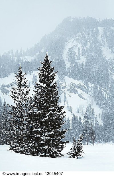 Landschaftliche Ansicht von Bäumen  die auf einem verschneiten Feld vor schneebedeckten Bergen wachsen