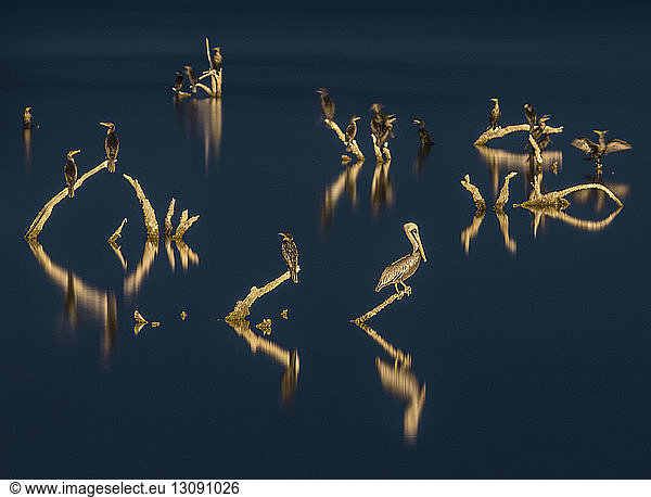 Landschaftliche Darstellung von Pelikanen  die nachts auf Ästen über der Salton Sea sitzen