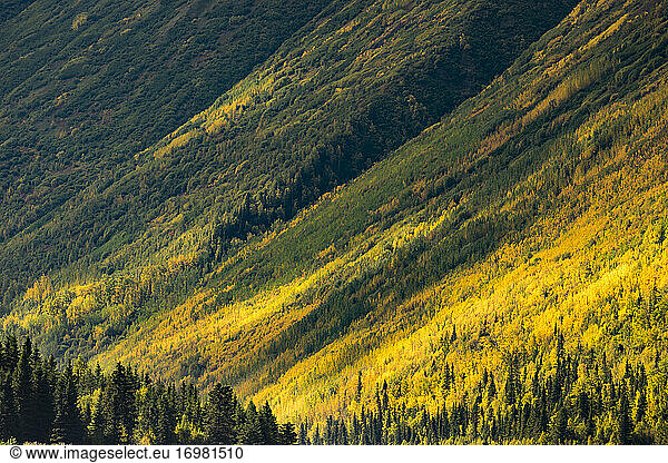 Landschaftlicher Blick auf den Wald am Lower Russian Lake im Herbst  Kenai  Alaska  USA