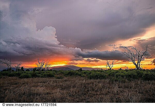 Landschaftsaufnahme  Dramatischer Sonnenuntergang mit dicken regenwolken und toten Bäumen in Tsavo Nationalpark  Kenia  Afrika