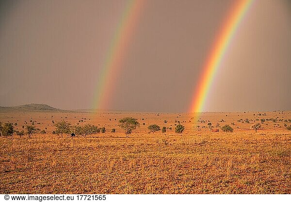 Landschaftsaufnahme in der weiten Savanne mit zwei Regenbogen und einen Vogelstrauß am Abend  Taita hills  Kenia  Afrika