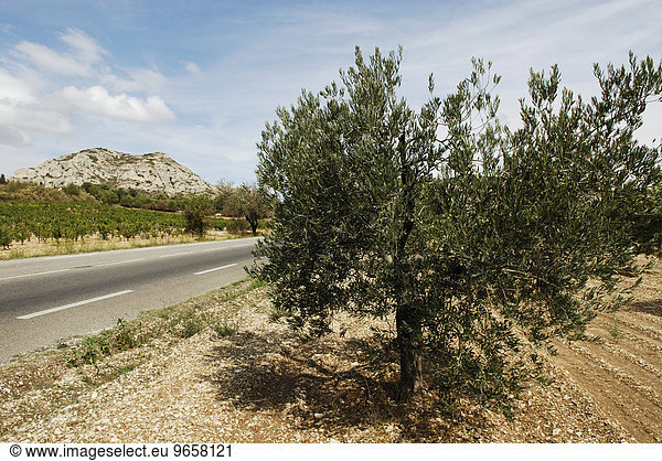 Landstraße  gesäumt von Weinreben und Olivenbäumen  Provence  Frankreich  Europa