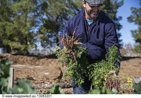 Landwirt erntet Karotten im Betrieb