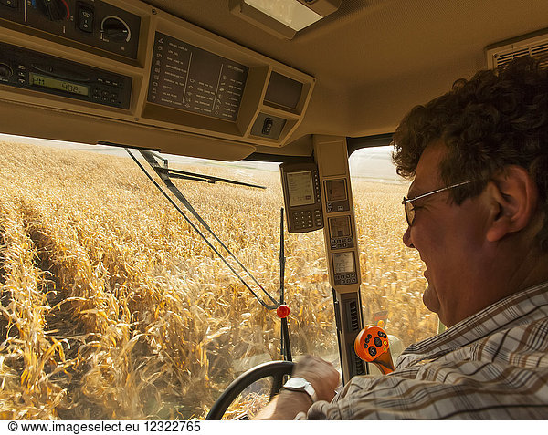 Landwirt in einem Mähdrescher bei der Maisernte in der Nähe von Nerstrand; Minnesota  Vereinigte Staaten von Amerika